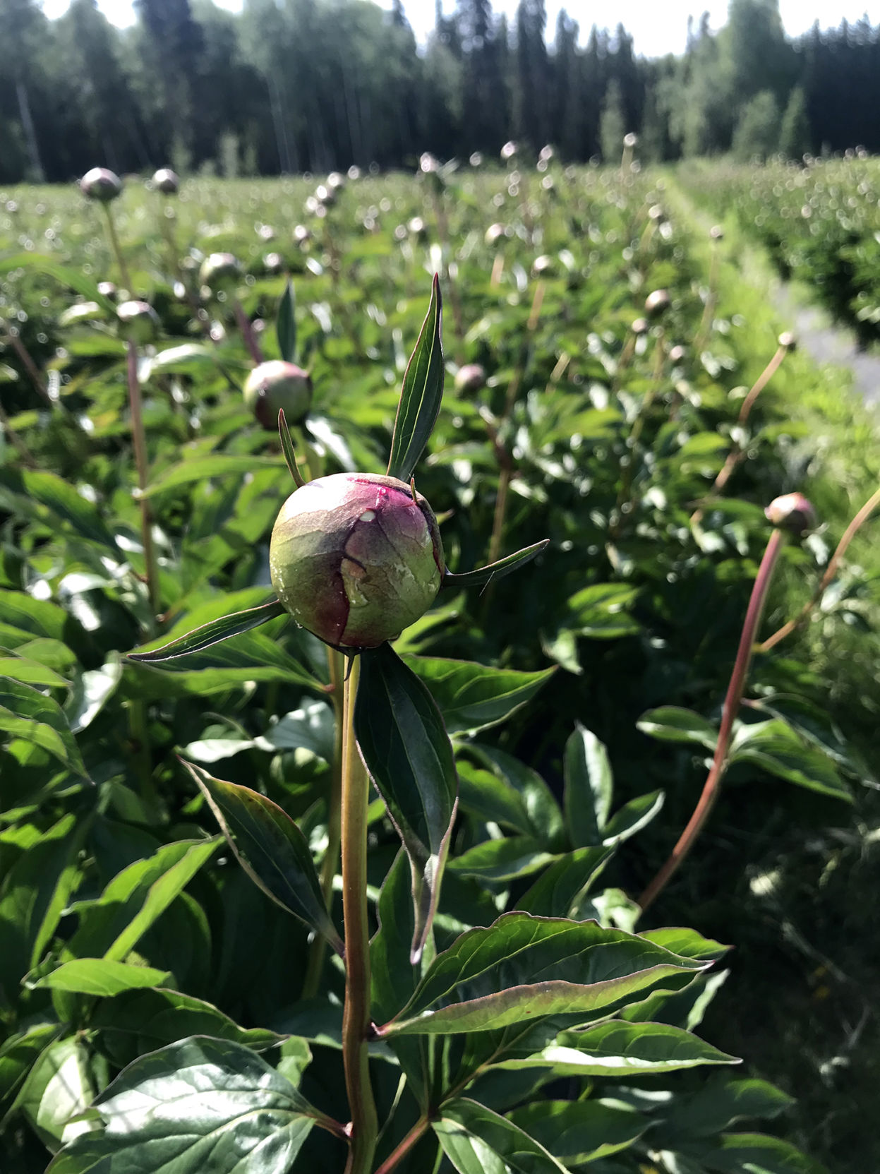 Peony Field